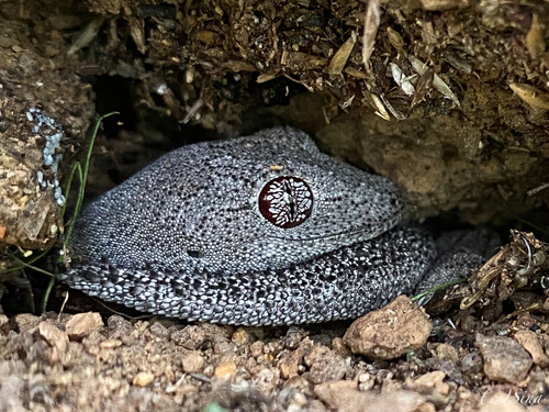 South-western Spiny-tailed Gecko