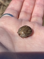 Dermacentor albipictus