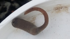 Phascolosoma annulatum