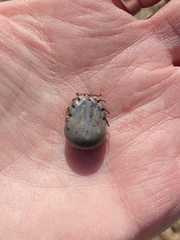 Dermacentor albipictus