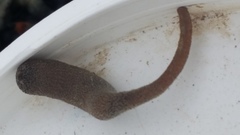 Phascolosoma annulatum