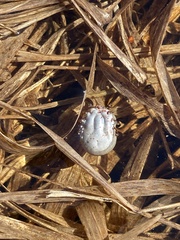 Dermacentor albipictus