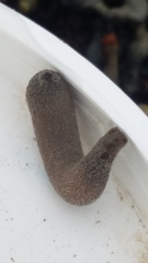 Phascolosoma annulatum