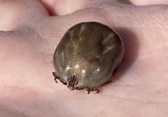 Dermacentor albipictus