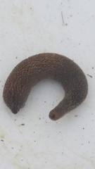 Phascolosoma annulatum