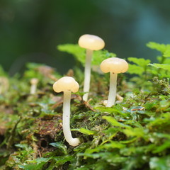 Vibrissea dura