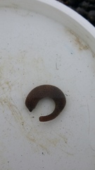 Phascolosoma annulatum