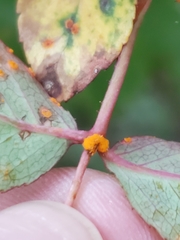 Phragmidium rosae-multiflorae