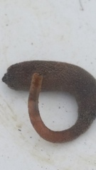 Phascolosoma annulatum