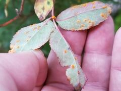 Phragmidium rosae-multiflorae