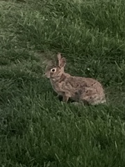 Sylvilagus floridanus