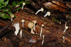 Vibrissea dura