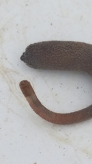 Phascolosoma annulatum