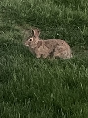 Sylvilagus floridanus