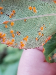 Phragmidium rosae-multiflorae