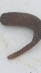 Phascolosoma annulatum