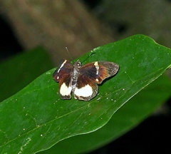 Charidia lucaria