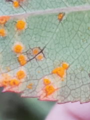 Phragmidium rosae-multiflorae