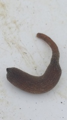 Phascolosoma annulatum