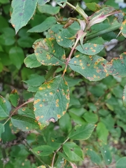 Phragmidium rosae-multiflorae