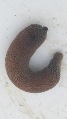 Phascolosoma annulatum