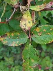 Phragmidium rosae-multiflorae