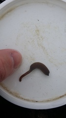 Phascolosoma annulatum