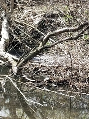 Emydoidea blandingii