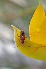 Teleorhinus