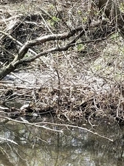 Emydoidea blandingii