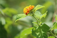Lantana hirsuta amazonica