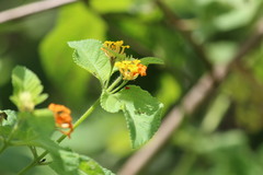 Lantana hirsuta amazonica