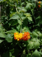 Lantana hirsuta amazonica