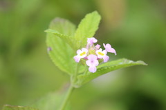 Lantana fucata