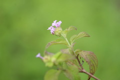 Lantana fucata