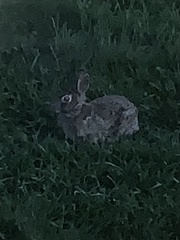Sylvilagus floridanus