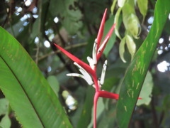 Heliconia acuminata