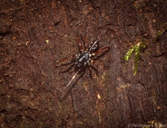 Euasteron enterprise