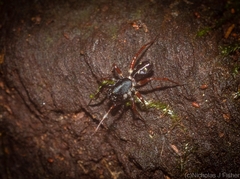 Euasteron enterprise