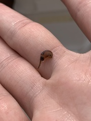 Eubranchipus vernalis