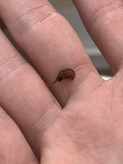 Eubranchipus vernalis