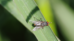 Oxysarcodexia bikini