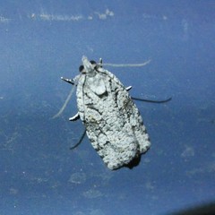 Thrincophora signigerana