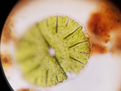 Micrasterias denticulata