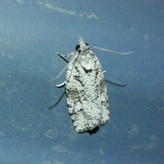Thrincophora signigerana