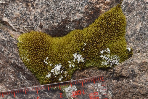 Image of Twisted Grimmia by no rights reserved