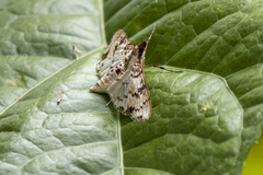Azochis rufidiscalis
