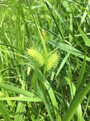 Carex lurida