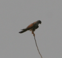 Falco tinnunculus