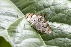 Azochis rufidiscalis
